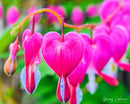 Bleeding Heart-1