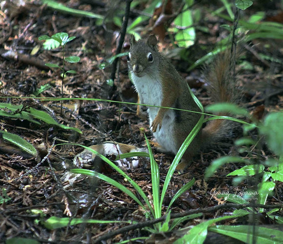 Ode to the Red Squirrel