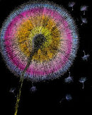 Make A Wish-1