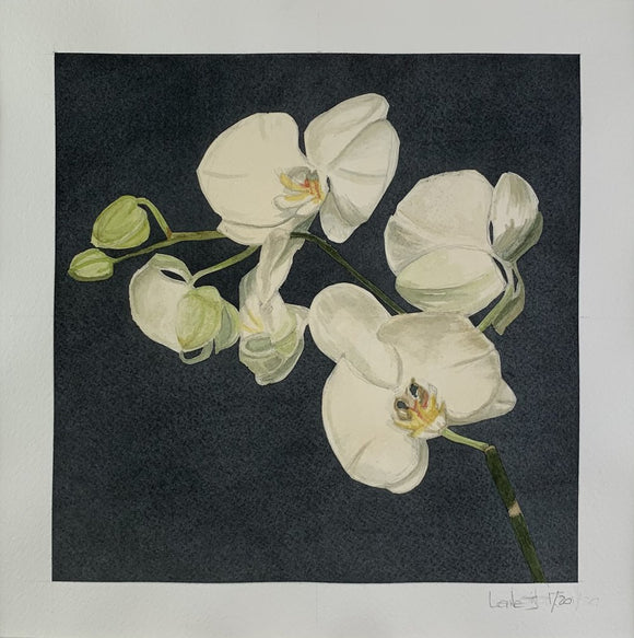 Flower 1, Omage a Mapplethorpe