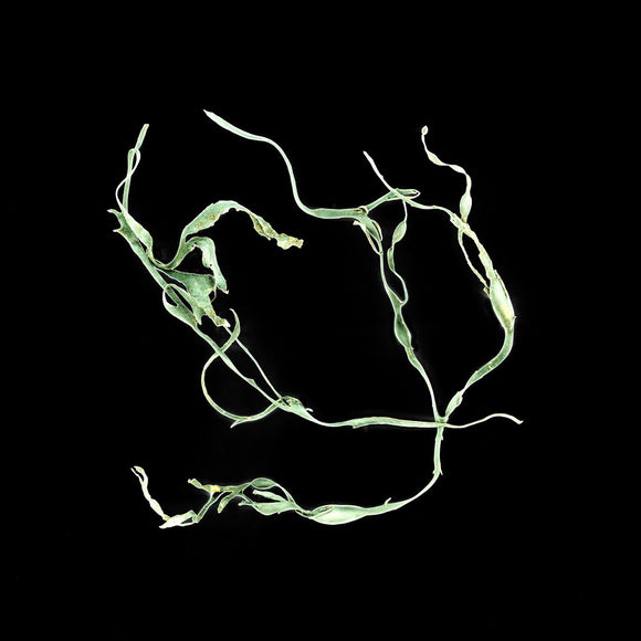 aqua botanica (ii)