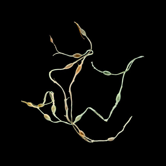 aqua botanica (ix)