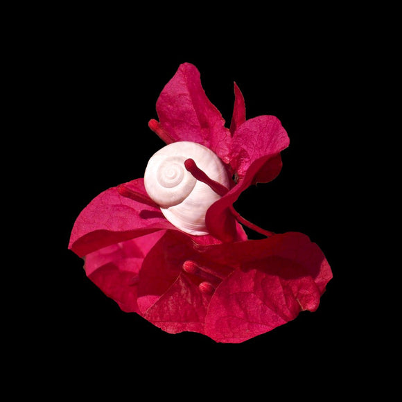 Intimate Conversations: The Desert Snail and  Bougainvillea