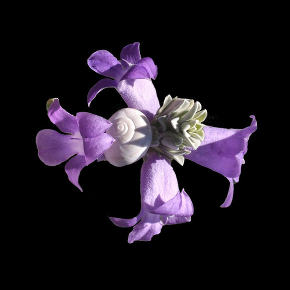 Intimate Conversations:  The Desert Snail and Eremophila 2