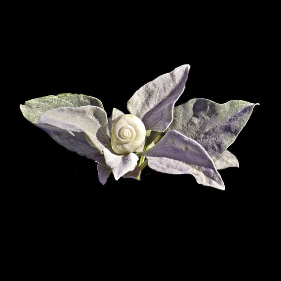 Intimate Conversations: The Desert Snail and Brittle Bush 3