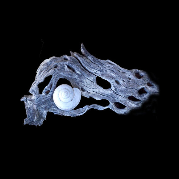 Intimate Conversations: The Desert Snail and Cholla