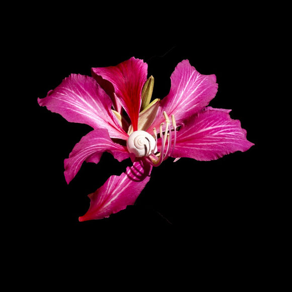 Intimate Conversations: The Desert Snail and Hong Kong Orchid