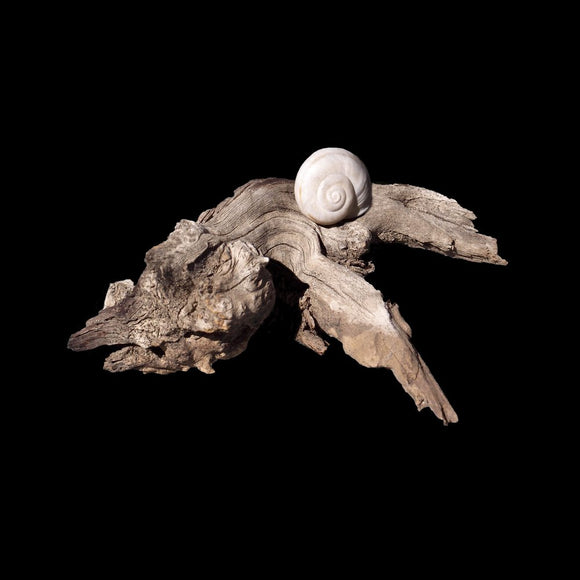 Intimate Conversations: The Desert Snail and Desert Wood