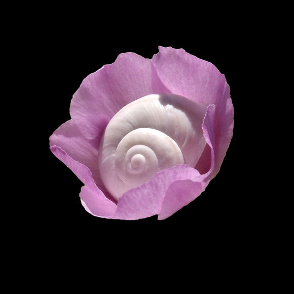 Intimate Conversations: The Desert Snail and Mallow 7