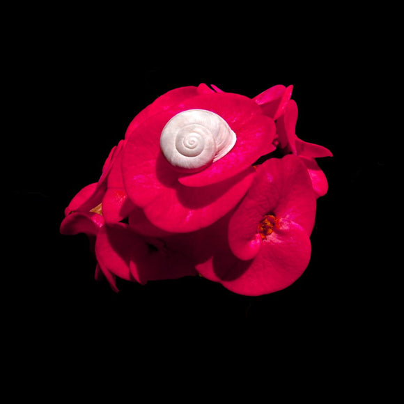 Intimate Conversations: The Desert Snail and Euphorbia