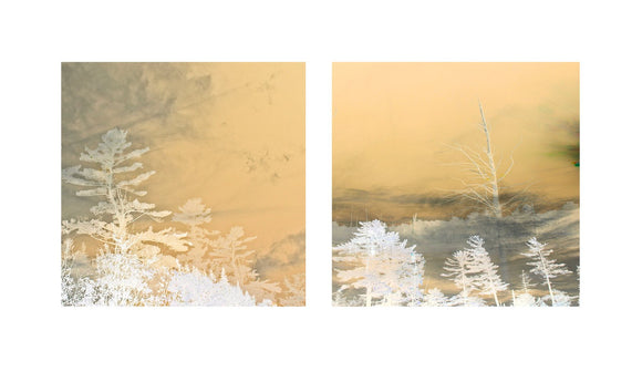 A Plea from the Earth (ii)