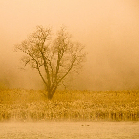 Mist on the Rouge River