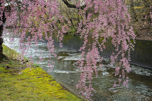 Spring's Gentle Whisper