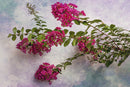 Crepe Myrtle-1