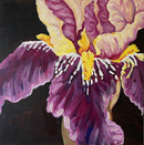 Purple Iris-1