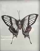 Butterfly Wings-1