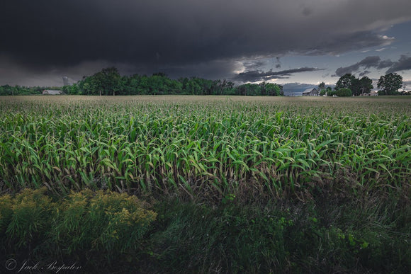 Field