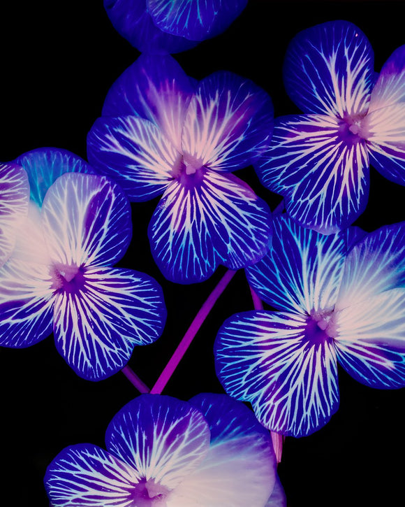 Viola, Tiger Eyes