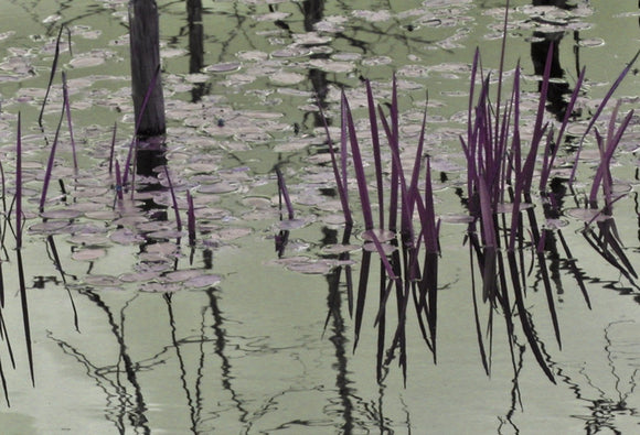 Swamp Lilies (i)