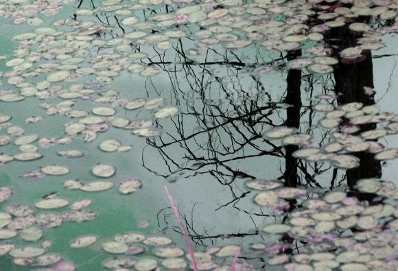 Swamp Lilies (iv)