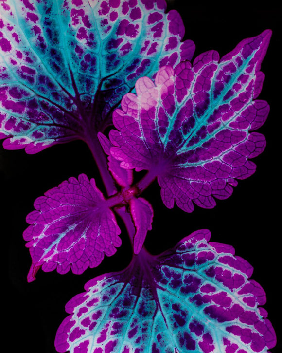 Coleus, Main Street LaRamba
