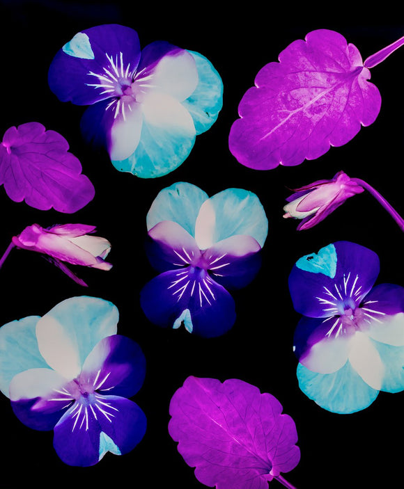 Wild Pansy, Viola Tricolor