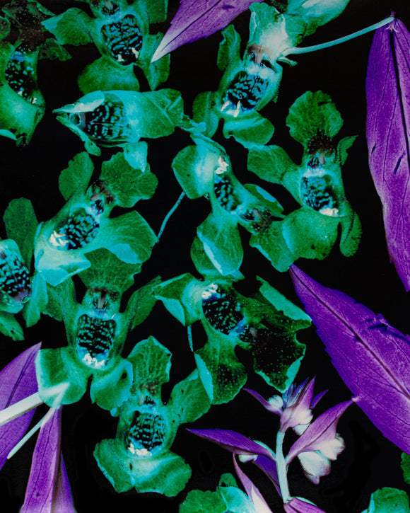 Angelonia Angustifolia