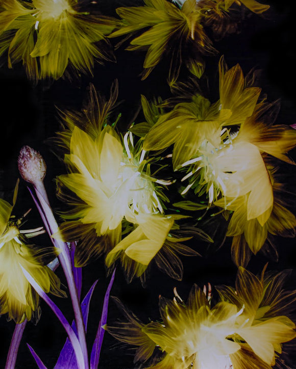 Centaurea Cyanus, Cornflower