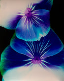 Pansey Abstraction-1