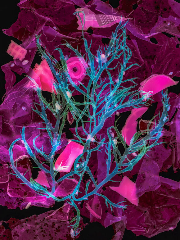 Gracilaria, Ogonori With Plastic and Glass Pollution – Location, Long Beach, Long Island, New York, June 2024