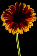 Dark Daisy Yellow-1
