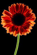 Dark Daisy Pink-1