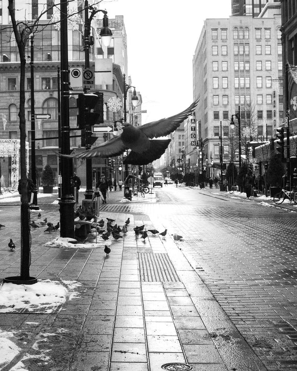 Flight Through the City