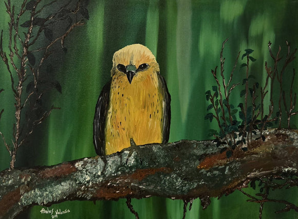 Hawaiian Hawk