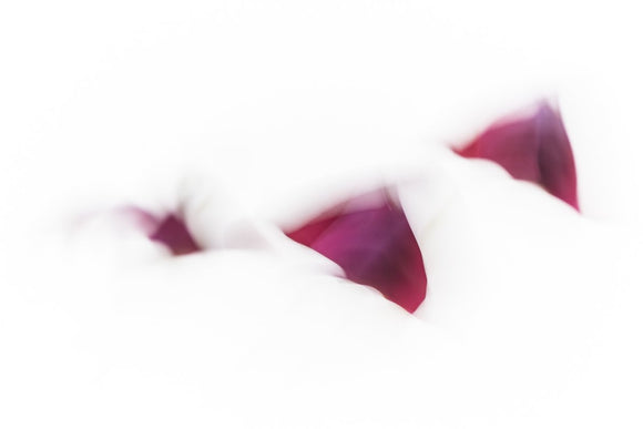 Shapeshifting VI