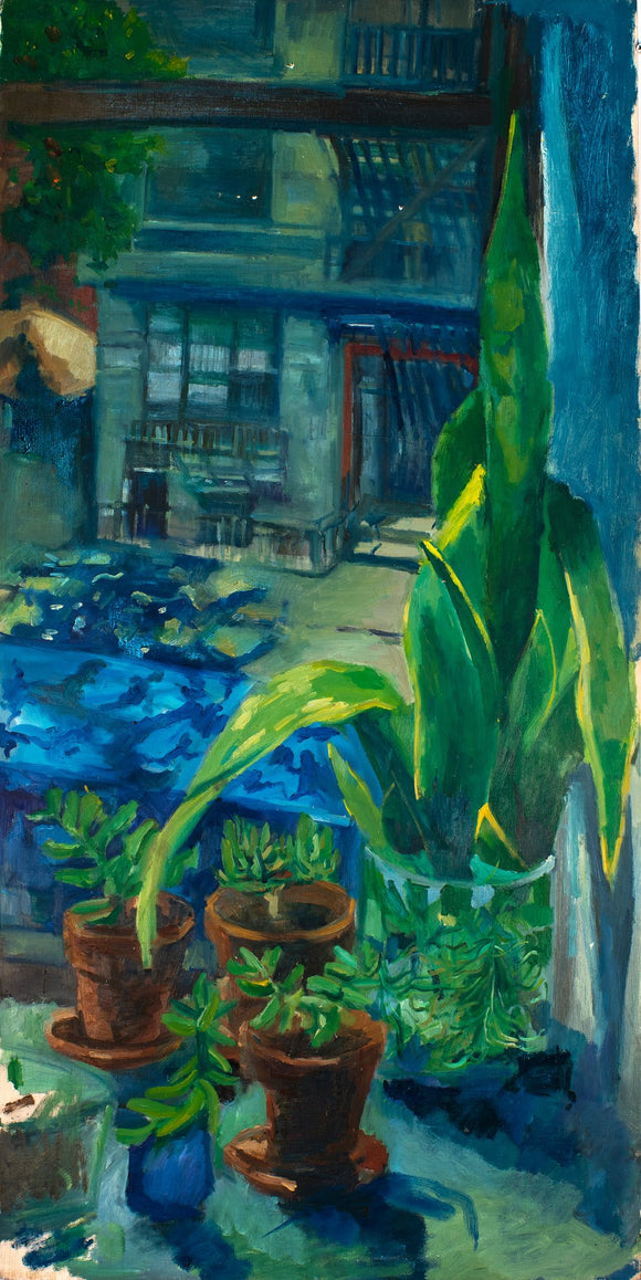 Snake Plants