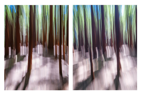 Forest Symphony