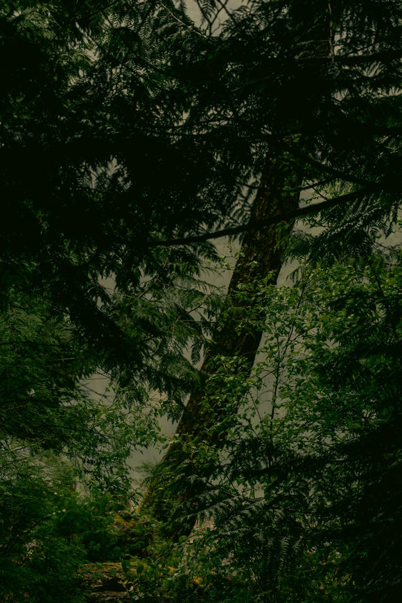 Where the Light Breathes Green