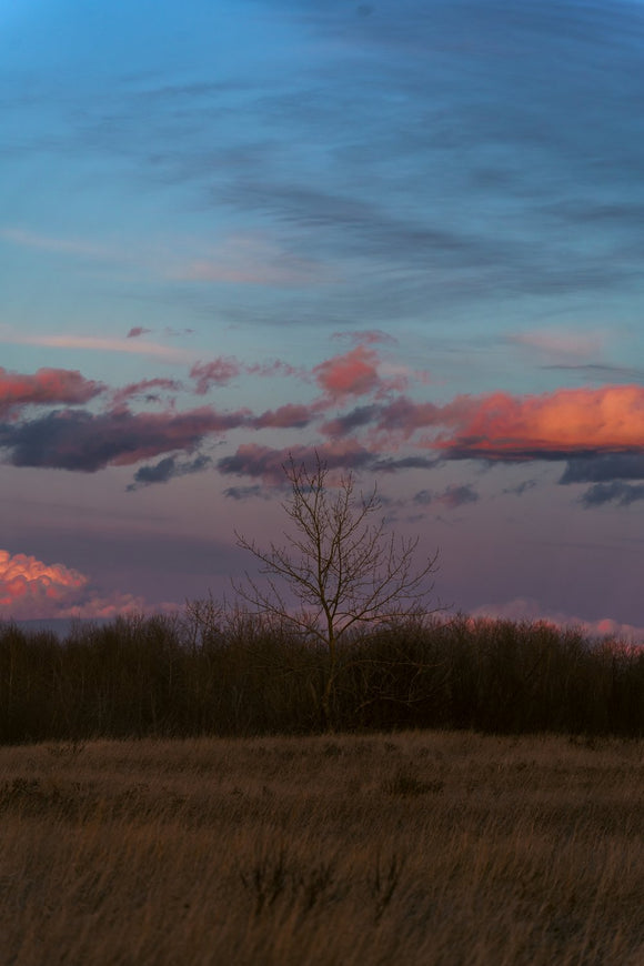 Dusk on a Breathless Field
