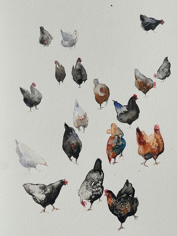 Colourful chickens