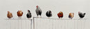 Chickens on a Fence-1