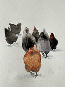 Happy Plump Chickens-1