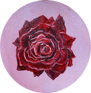 Glorious Rose-1