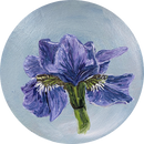 Glorious Iris-1