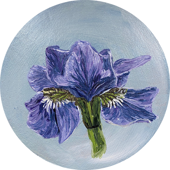 Glorious Iris