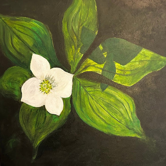 Cornus Canadensis