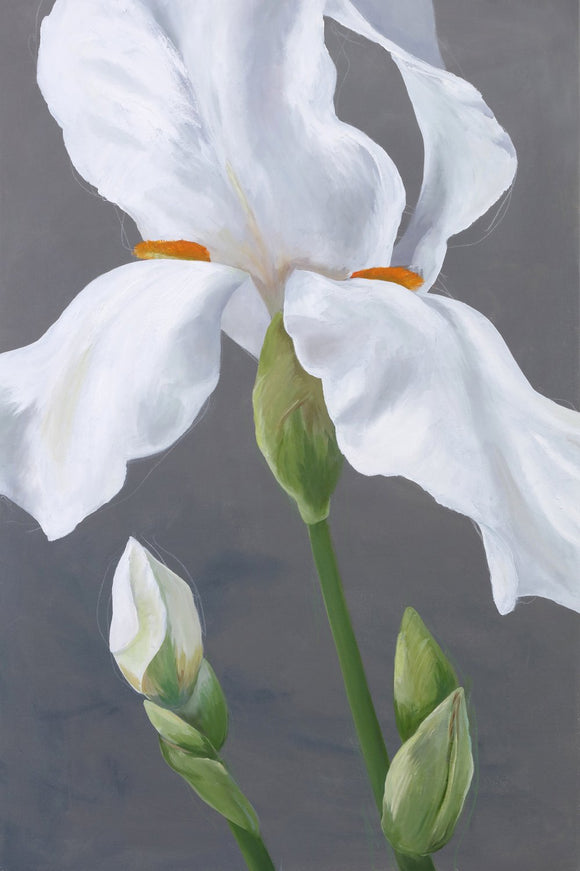 Grey with Iris