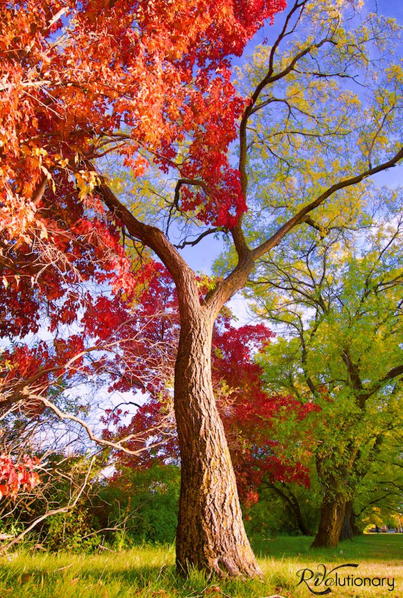 OMG Fairytale Tree