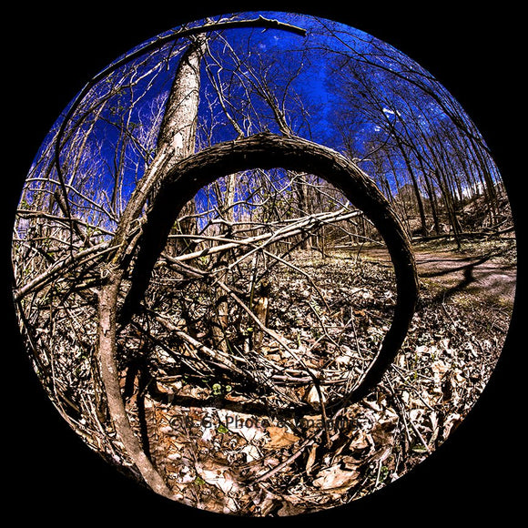 Awaiting The Spring Canopy