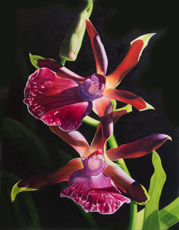 Divine Rhein Moonlight